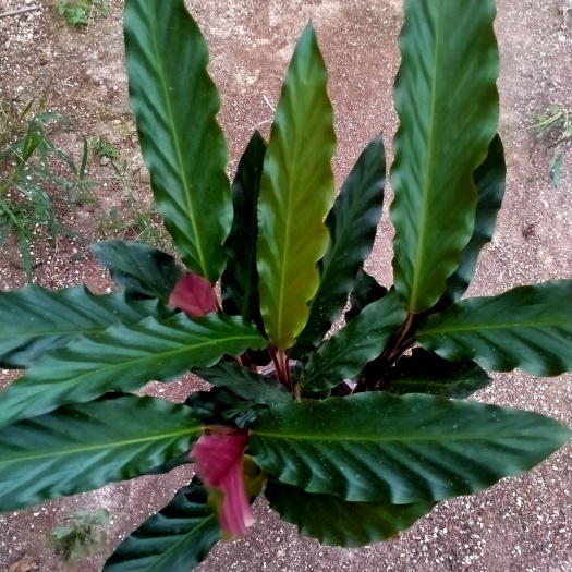 波浪竹芋盆栽 波浪竹芋基地直销一手货源量大从优
