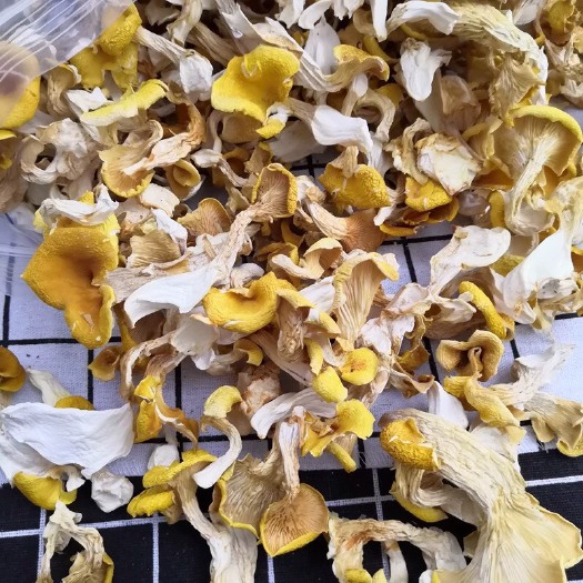 大姚县鸡油菌