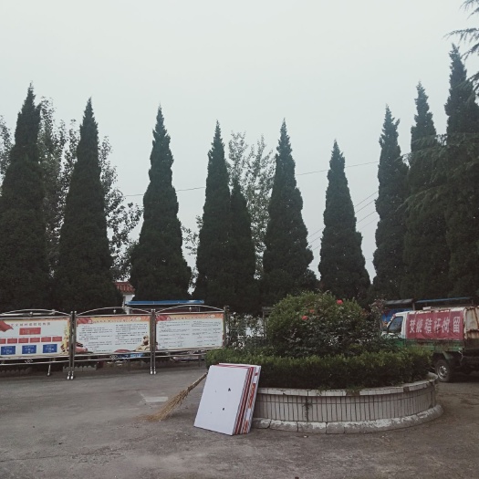 泽州县 雪松俩颗，其余十几颗松柏，如图。