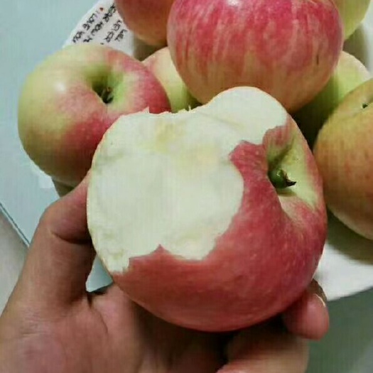 临猗县 刚上市的新鲜苹果嘎啦