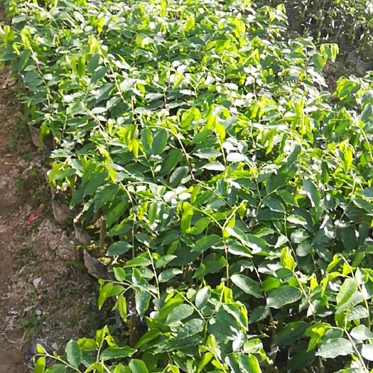 茂名奇楠沉香树 大量出售奇楠树苗，有需要的联系我