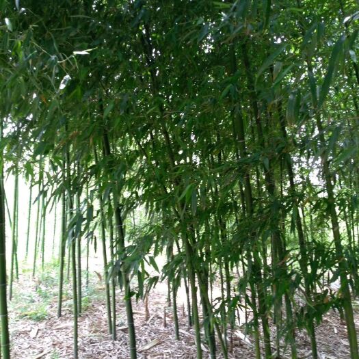 临朐县 竹苗出售一手货源量大价格实惠
