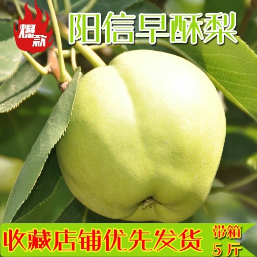 阳信县阳信早酥梨爆汁梨