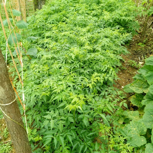 马关县苦楝树苗 大量出售苦链子树苗