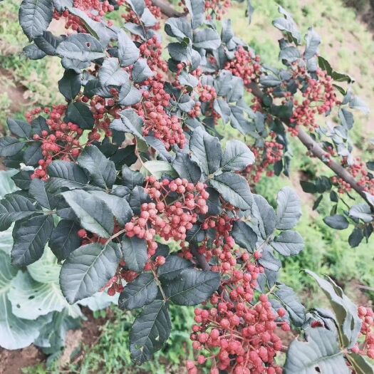 陇南大红袍花椒苗  无刺花椒苗- 当年结果   成活率高、终身提供种植技术指导～