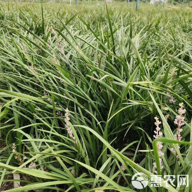  出售软叶吉祥草，精品软叶吉祥草