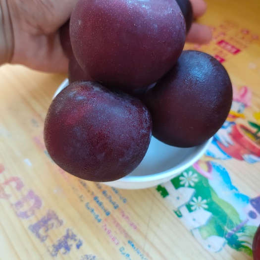 基地出售风味玫瑰李子苗 美国杏李苗 嫁接成品苗