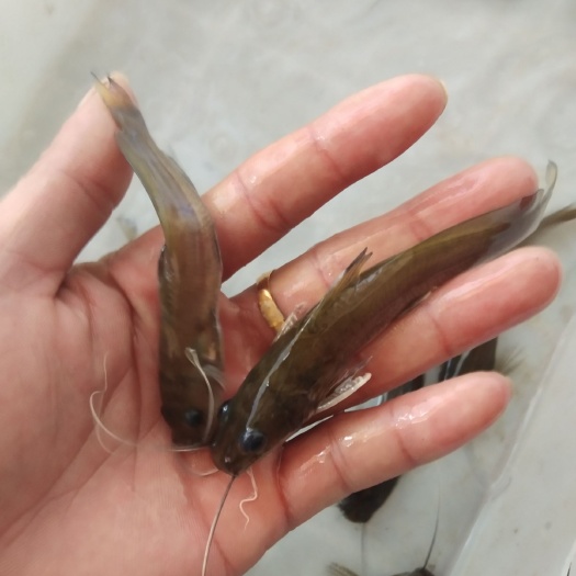 南宁快大型优质品种  芝麻钳鱼苗