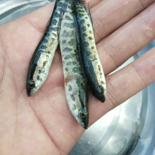 重庆市乌鳢苗  我场大量批发黑乌鱼苗优良品种抗病力强生长速度快优良品种