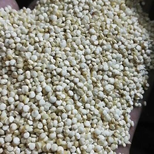 丽江云南丽江高品质白藜麦