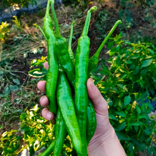 齐河县青秀辣椒 1.3