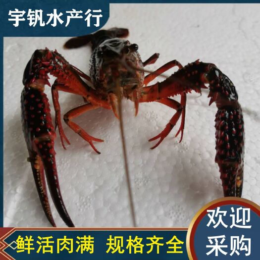 洪湖市洪湖市清水小龙虾