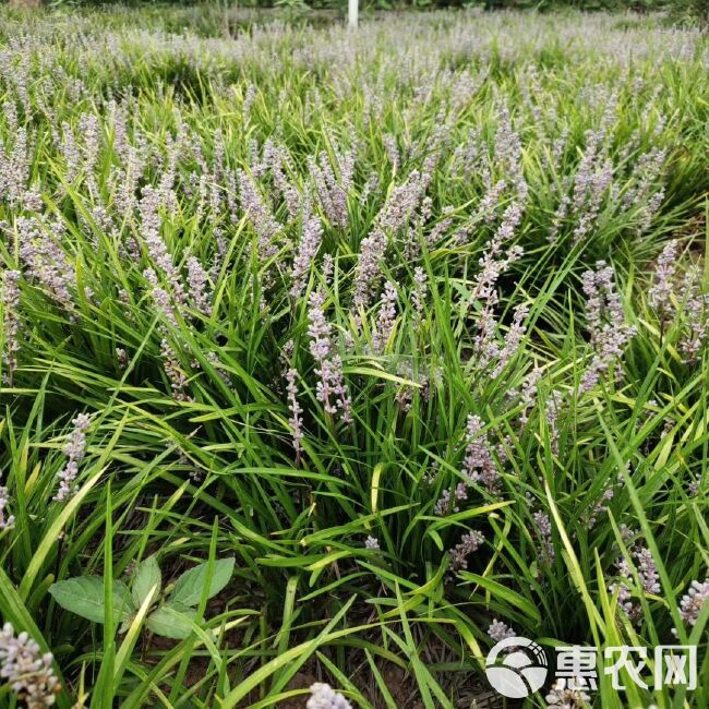  出售软叶吉祥草，精品软叶吉祥草