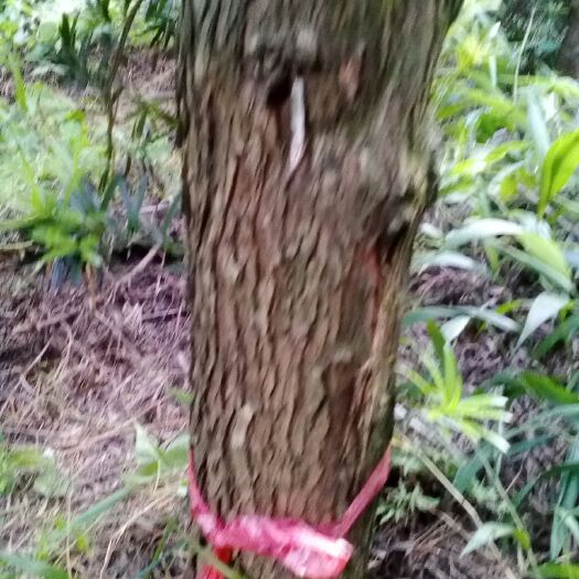 浏阳市 罗汉松18～.25