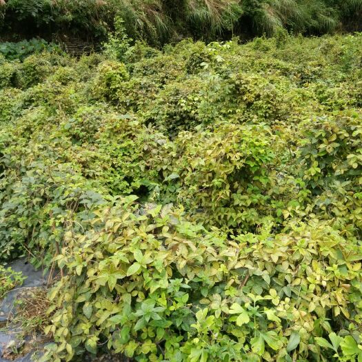 凤凰县山海螺种根 奶参，四叶参，山海螺