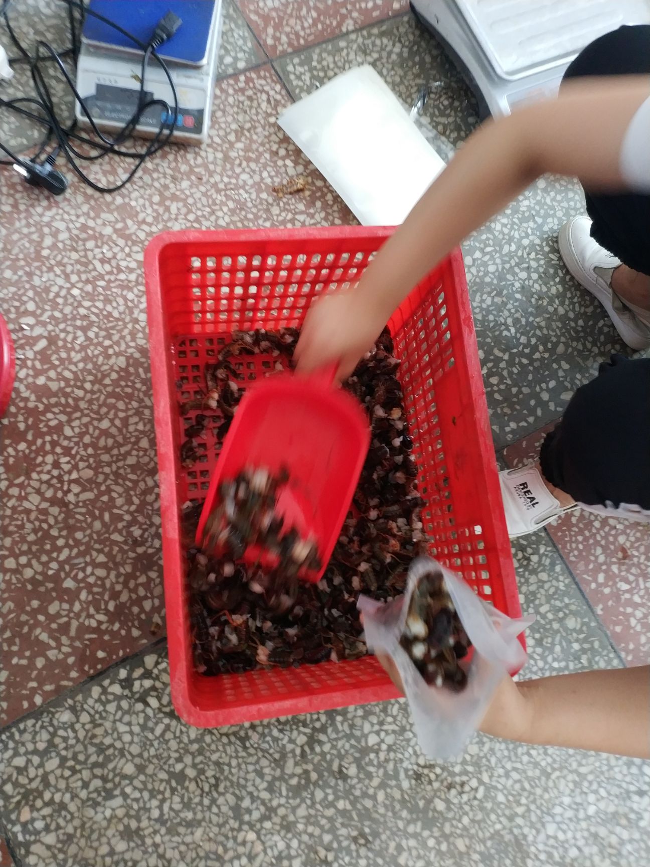 小龙虾  现剥虾尾 抽真空冷冻好发货 需要的老板详谈