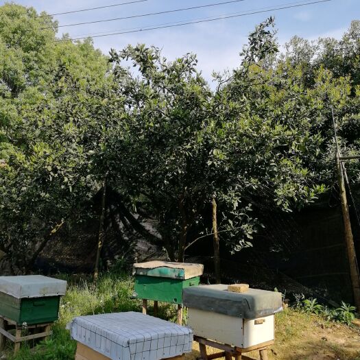 无锡 天然土蜂蜜，自产自销，货真价实