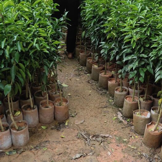 灵山县091无核沃柑苗