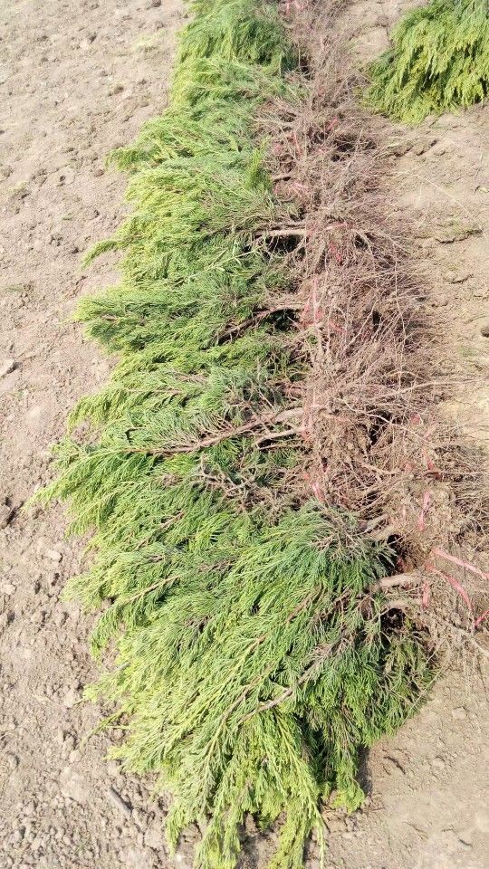 小龙柏苗绿化工程苗木松树柏龙柏苗龙柏树龙柏