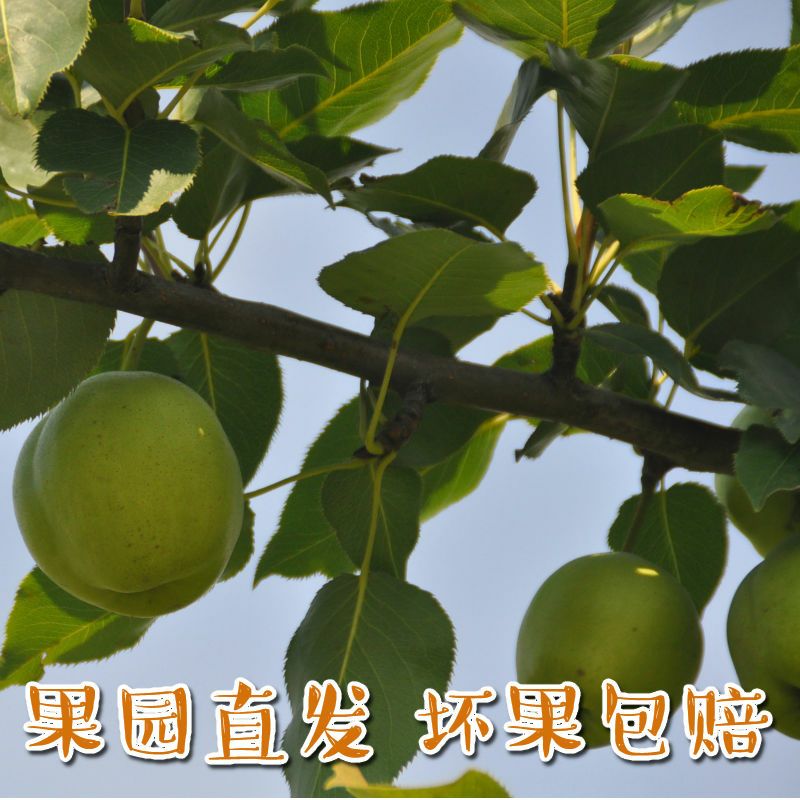 阳信早酥梨爆汁梨