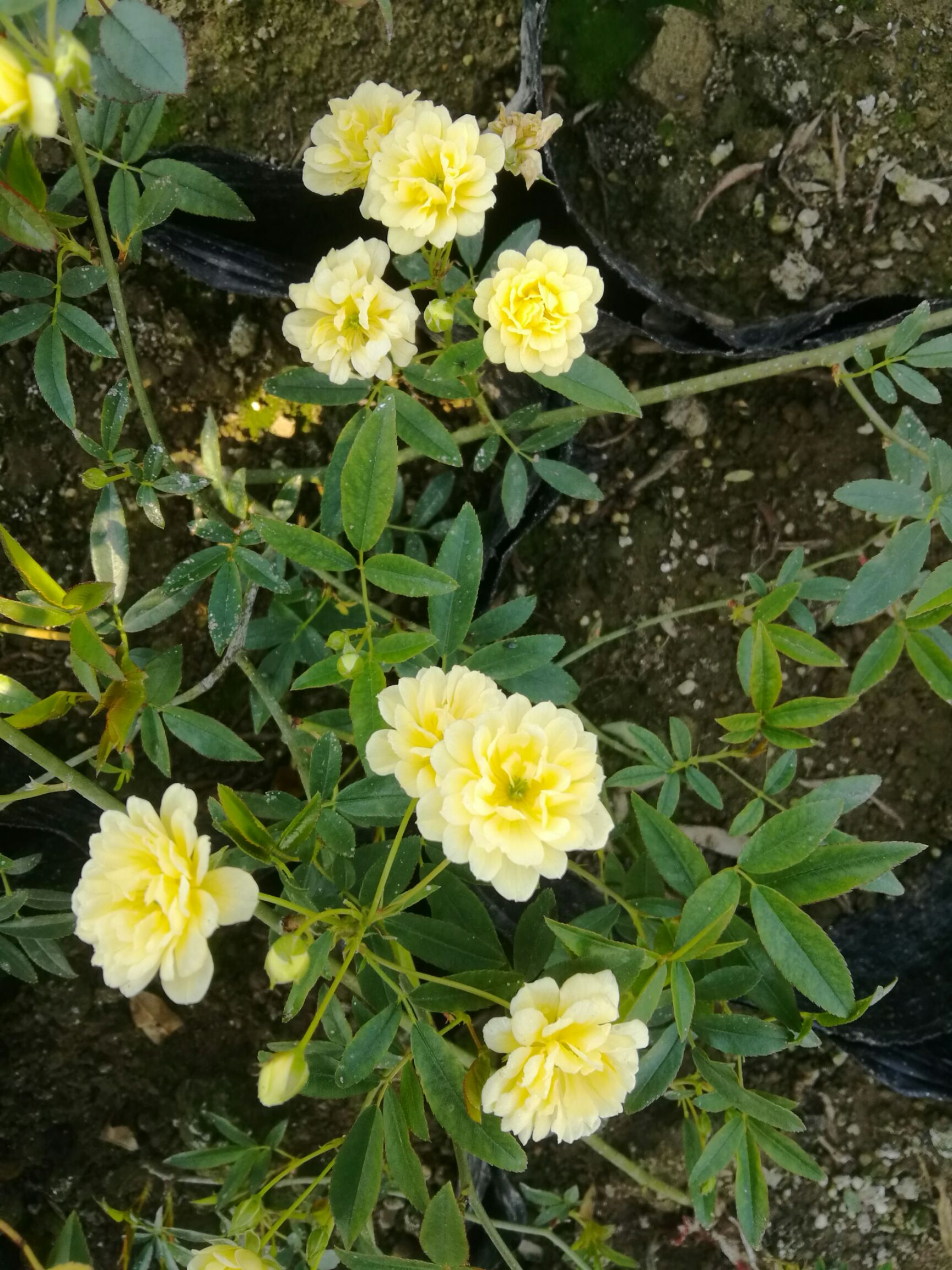 木香花  黄木香