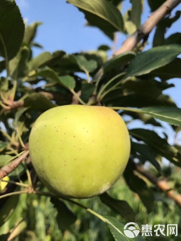 陕西脆甜青苹果65到73小果原产地直供