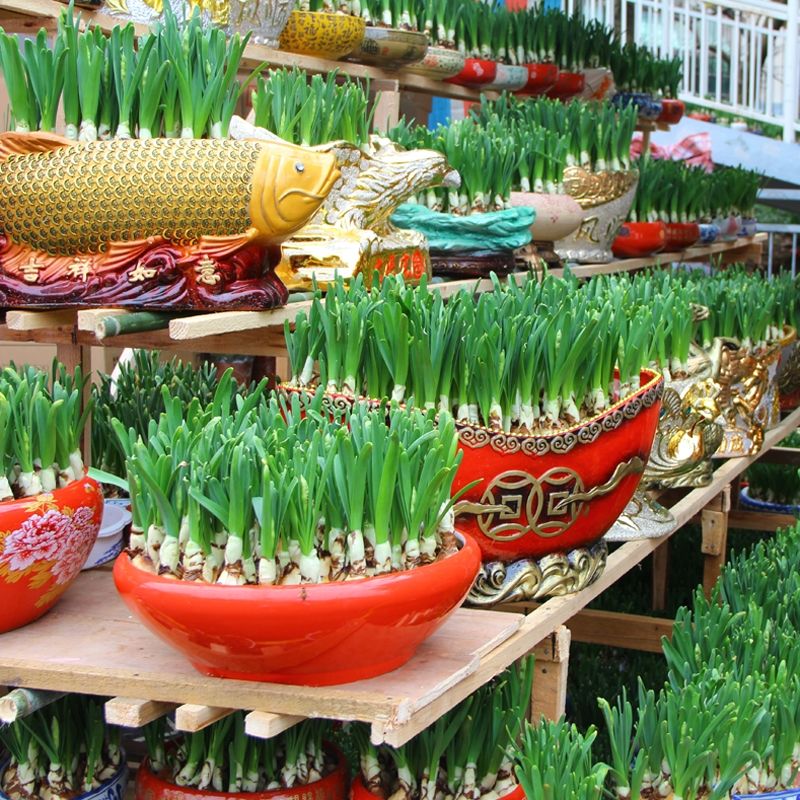 荷兰水仙  洋水仙花种球水养土培盆栽植物四季重瓣年宵花卉秋冬耐寒