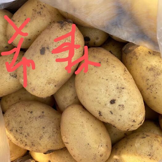 凌海市 内蒙，河北，大批量土豆上市，荷兰，希森，806，黄金署等。