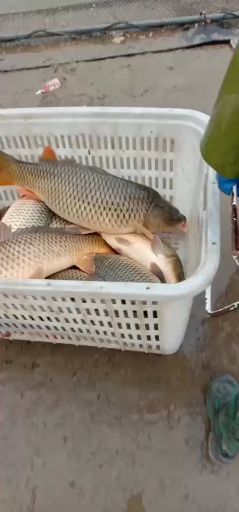 安乡县鲤鱼 5一20斤大湖巨鲤有货了