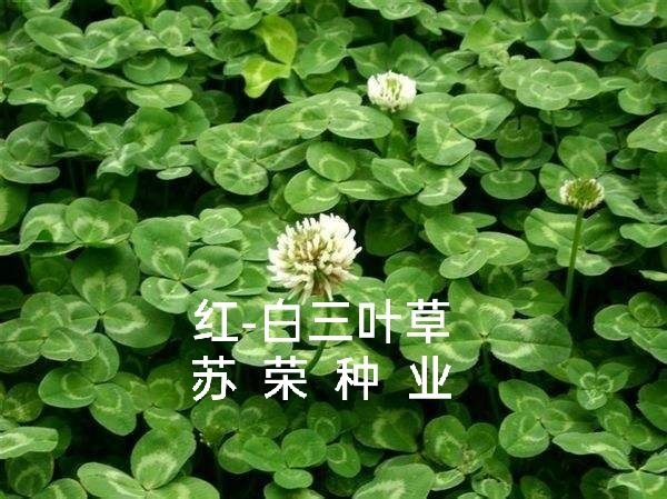宿迁 白三叶草种子红花四季易活绿化种子红白三叶草种子果园绿肥品种