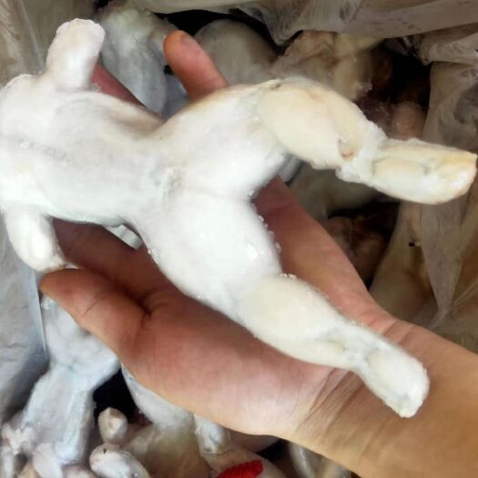 深圳冰冻牛蛙 牛蛙