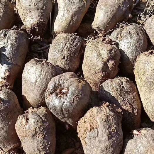 富源县魔芋种子 一号种质量非常棒，常年供货