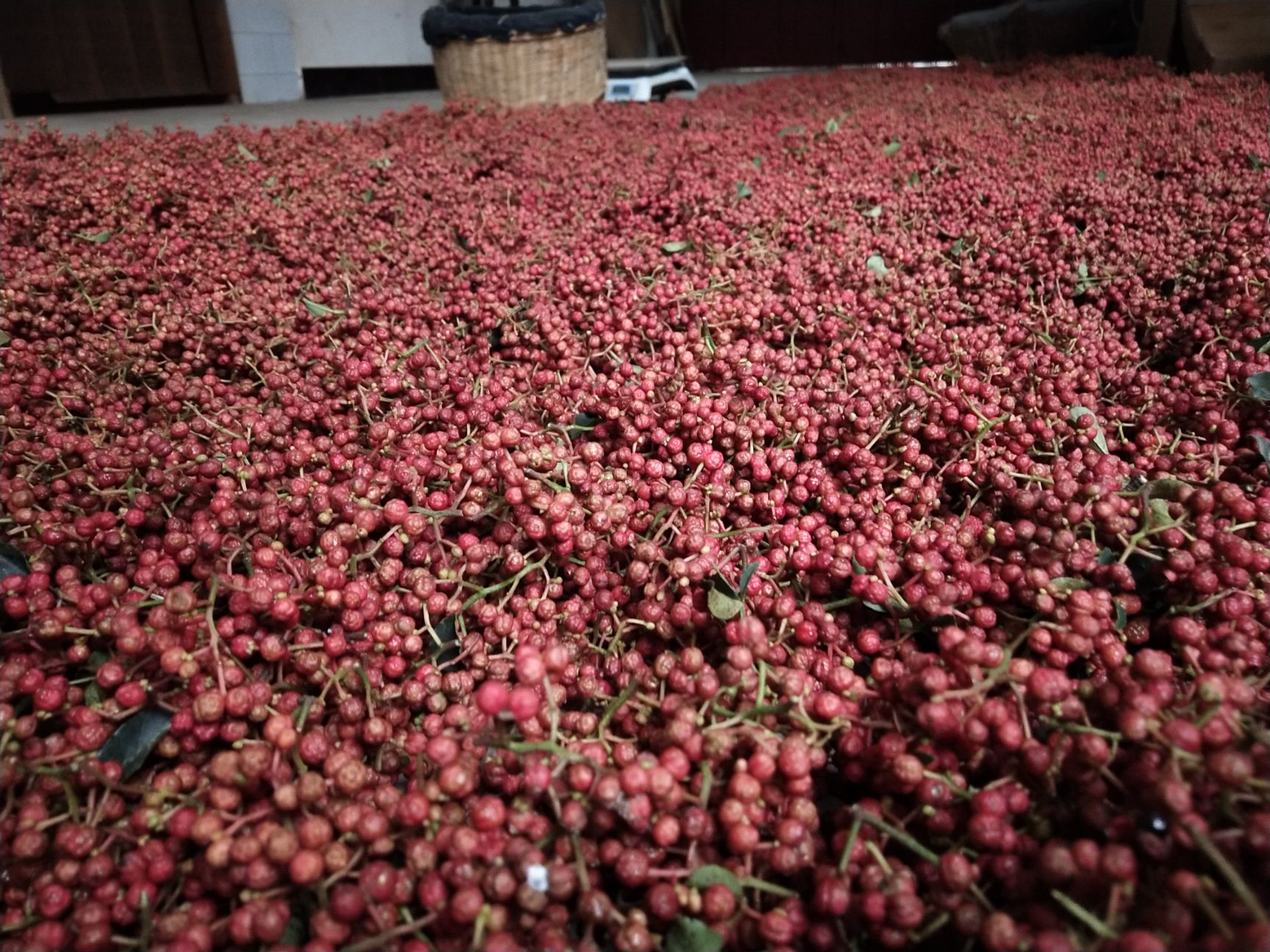 大紅袍花椒 陝西大紅袍