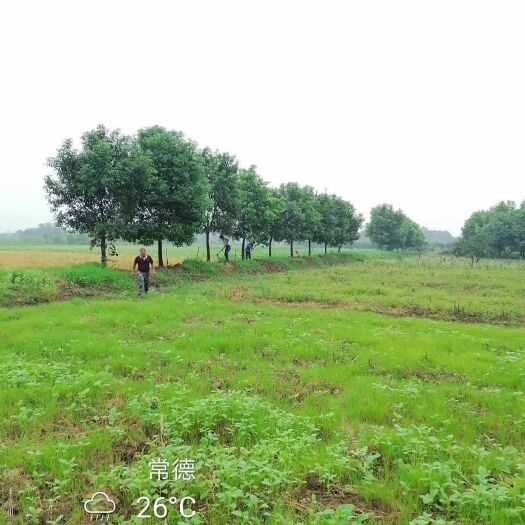桃源县全冠香樟