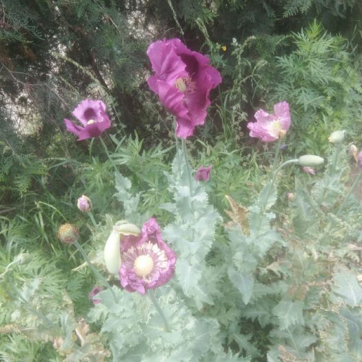 十堰 桂花树