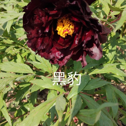 菏泽黑  黑色牡丹苗，原棵种苗，基地一手货源，量大从优