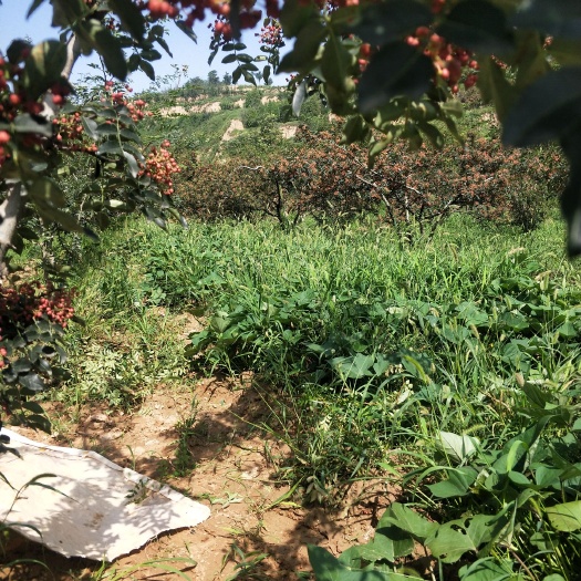 芮城县 花椒大红袍花椒芮城名特优产品地方特产