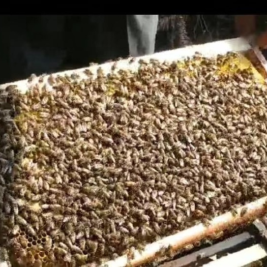 厦门中蜜蜂  中蜜蜂  土蜜蜂  出售250箱蜜蜂，蜜蜂量大，