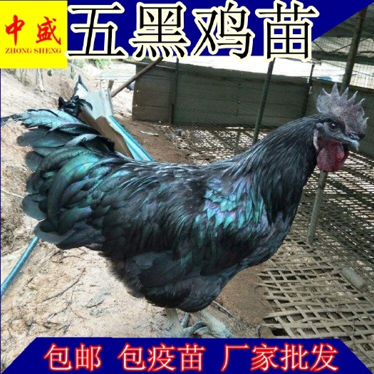 昆明 优质云南鸡苗五黑鸡苗批发包邮价
