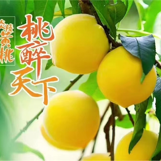炎陵县 高原锦绣炎陵黄桃