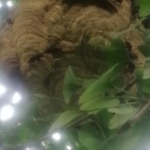 如皋市 今年马蜂已上市，每窝都来之不易非诚勿扰，谢谢！
