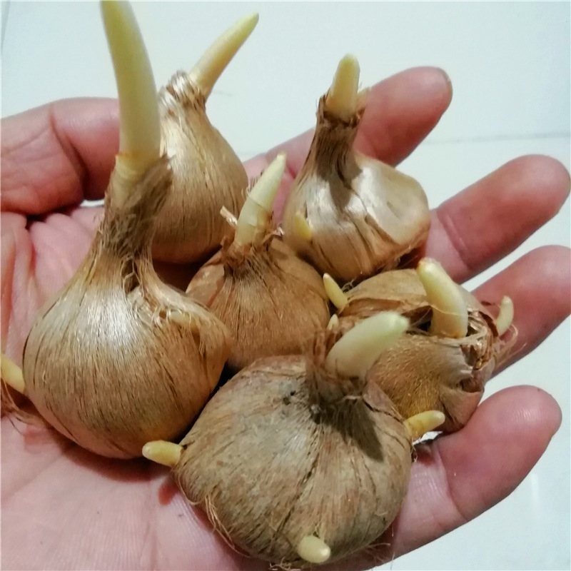 藏红花苗  藏红花种球食用番红花盆栽耐寒花卉种子冬季西红