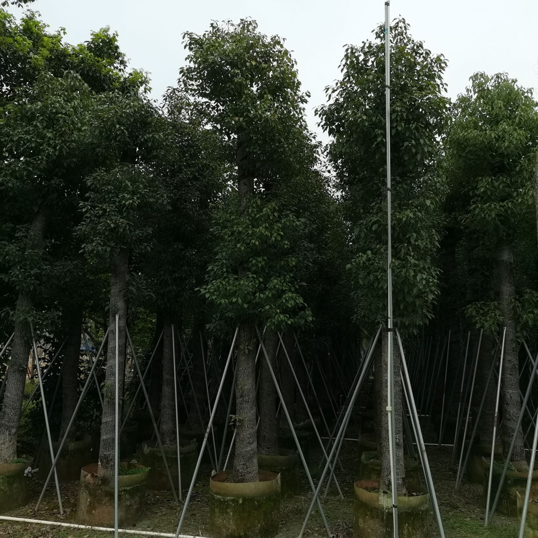  超低价自家15-20分截杆香樟价格