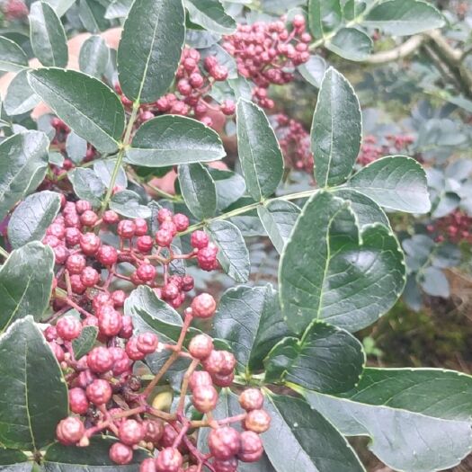 宝兴县汉源花椒 一级 干花椒