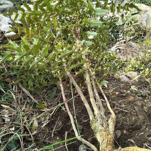 贵定县有刺枸骨 枸骨刺黄连