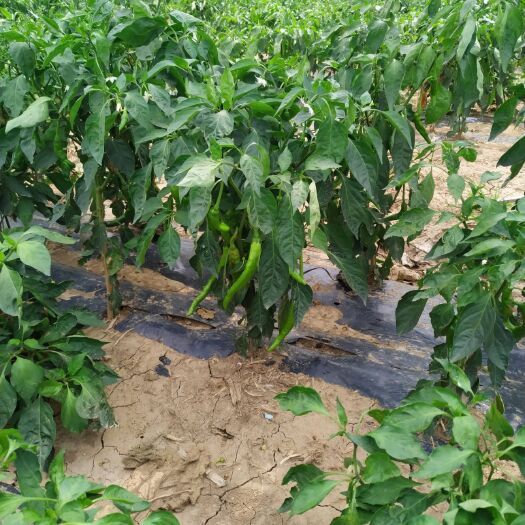 鸡泽县 鸡泽辣椒之乡辣椒🌶️🌶️🌶️🌶️上市了