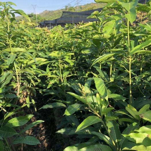 江门 芒果苗金煌芒苗四季芒果苗