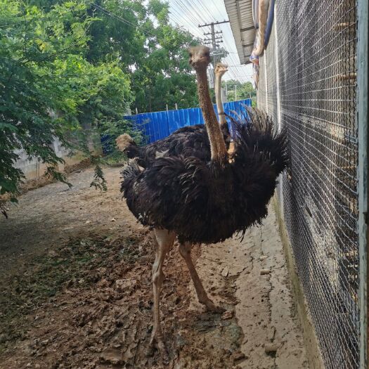 南宁营养土 二只自养