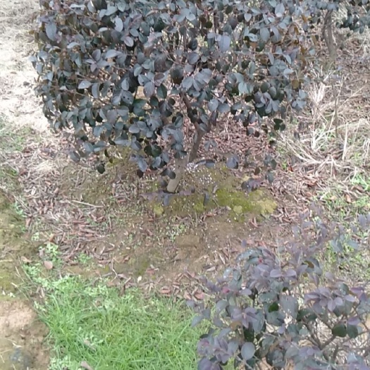 双面红  大量供应各种规格工程球:红花继木球