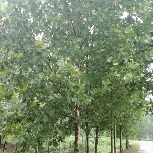 速生法桐 法桐苗圃场直营，量大从优 ，指树挖树，手续齐全，欢迎广大客户